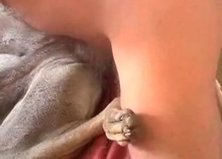 Dog is being filled with his cock