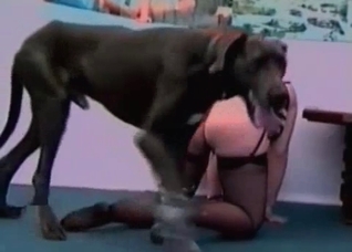 Doberman is licking her nasty vagina