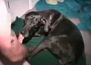 Black Doberman gives a nice blowjob
