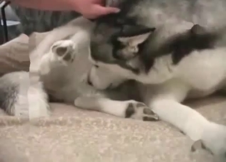 Small young husky in the bestial vid