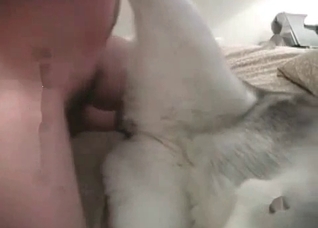 Small young husky in the bestial vid