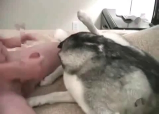 Small young husky in the bestial vid