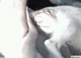 Dog is being fucked hard by a male