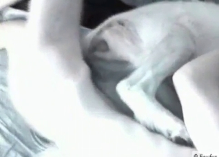 Dog is being fucked hard by a male