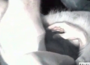 Dog is being fucked hard by a male