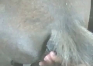 Dirty bestial scene with a zoophile