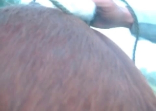 Horse is being pounded hard in the anal