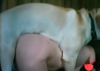 White retriever is enjoying nasty zoo porn