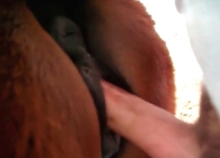 Stunning anal action with a stallion