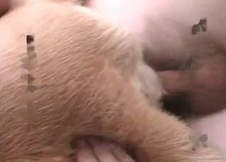Zoophile fucks with a nice doggy
