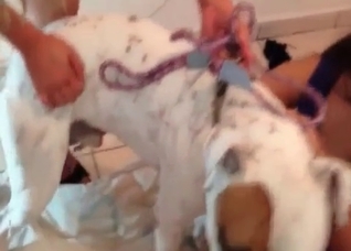 White puppy enjoys bestial action