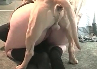 Boxer is enjoying her wet vagina