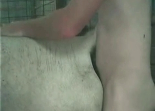 Filthy stallion is being fucked