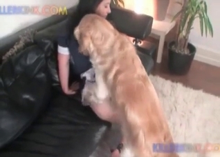 Retriever is sucking a zoophile cunt