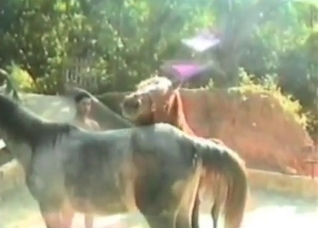 Filthy slut enjoys nasty bestial sex