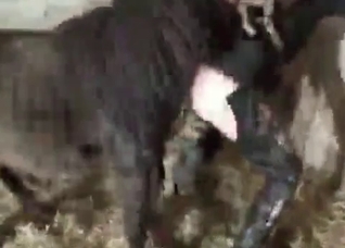 Stallion fucks with her tight twat