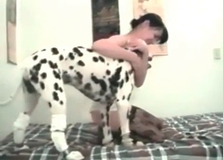 Dalmatian is fucking a slender brunette