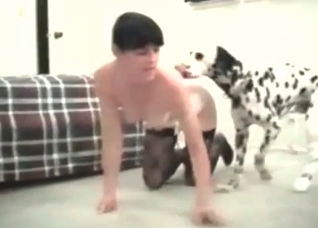 Dalmatian is fucking a slender brunette