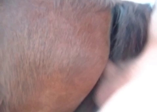 Hard sex with a nice animal