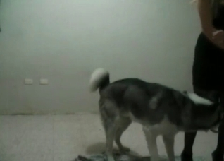Husky fucks her small vagina so hard