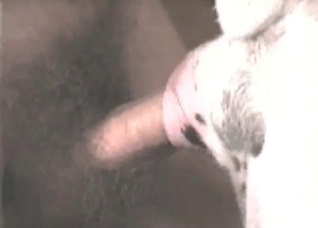 Hot animal penetration in the close-up