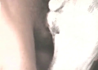 Hot animal penetration in the close-up