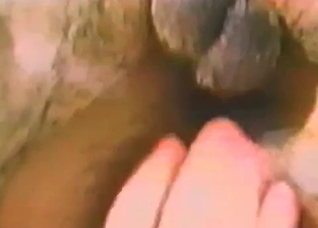 Awesome action with a nice small dog