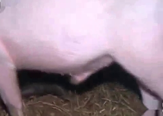 Nasty pig is banging a dirty zoophile