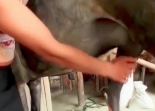 Zoophile enjoys animal penetration
