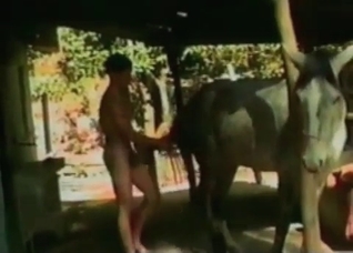 Horse is being anally pounded at the farm
