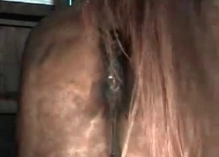 Juicy stallion and his anal fucker