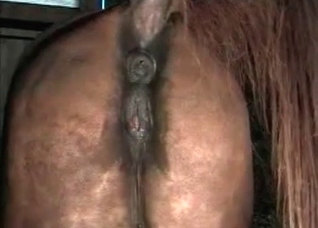 Juicy stallion and his anal fucker