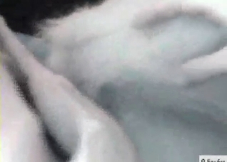 Shepherd is really happy to fuck