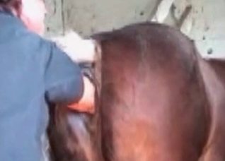 Dude is preparing his lovely horse