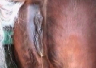 Dude is preparing his lovely horse