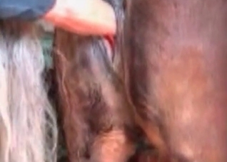 Dude is preparing his lovely horse