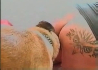 Dog licker is giving a nice cunnilingus