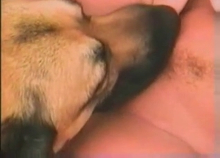 Dog licker is giving a nice cunnilingus