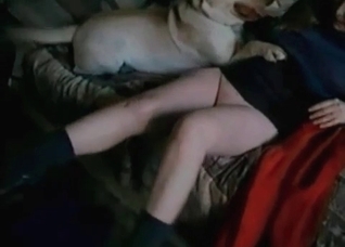 Sexy doggies are enjoying bestial sex