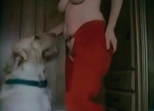 Sexy doggies are enjoying bestial sex