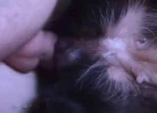 Gorgeous anal sex with a stallion