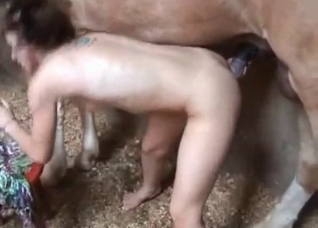 Animal sex with a hardcore stallion