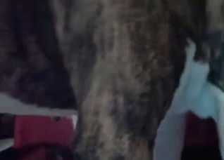 Milf is really enjoying zoo porn