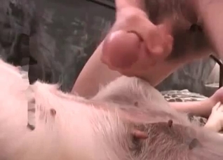 Dog is getting anally pounded