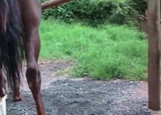 Kinky blonde is sucking a horse dick