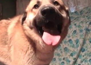 Retriever fucks her small vagina