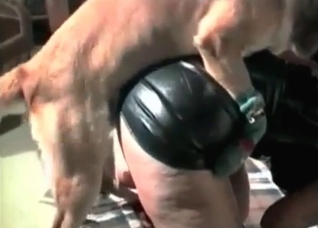 Retriever is licking her nice vagina