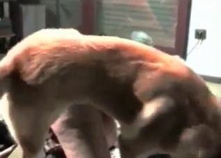 Retriever is licking her nice vagina