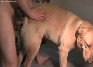 Impressive sex with a nice retriever