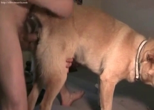 Impressive sex with a nice retriever